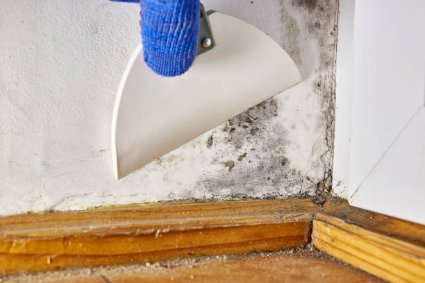  Winchester, IL Mold Removal Pros